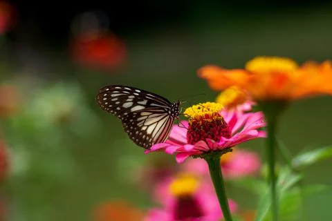 Butterfly Stock Photos