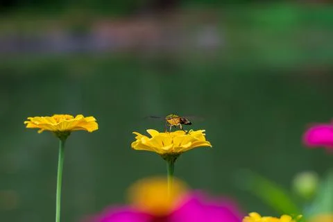 Butterfly Stock Photos