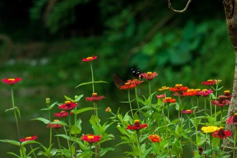 Butterfly Stock Photos