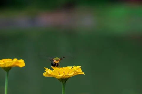 Butterfly Stock Photos