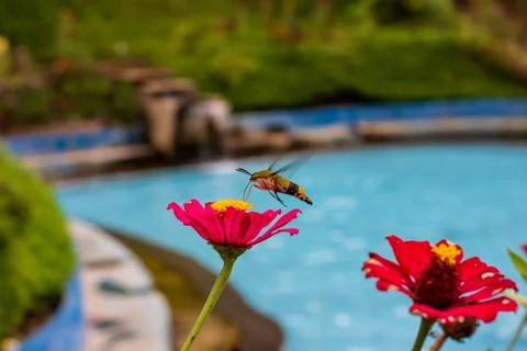 Butterfly Stock Photos