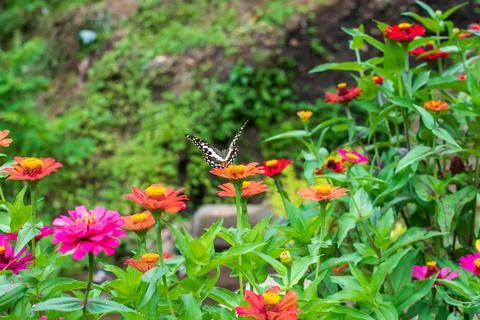 Butterfly Foto stock