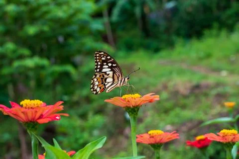 Butterfly Stock Photos