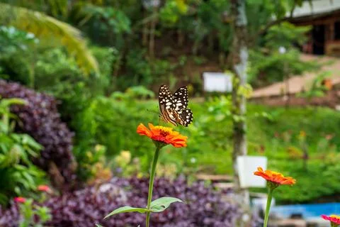 Butterfly Stock Photos
