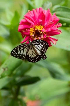 Butterfly Stock Photos