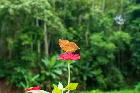 Butterfly Stock Photos
