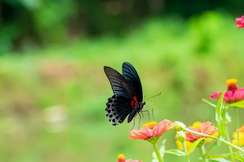 Butterfly Stock Photos