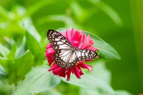 Butterfly Stock Photos