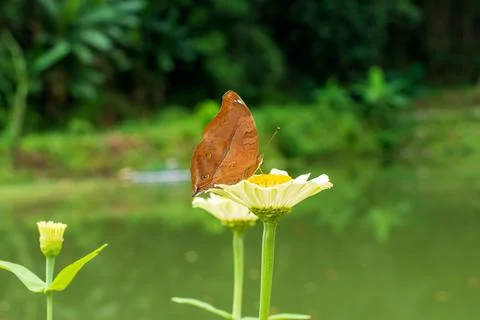 Butterfly Foto stock