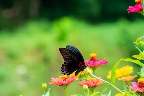 Butterfly Foto stock