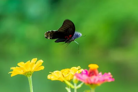 Butterfly Stock Photos