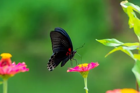 Butterfly Stock Photos