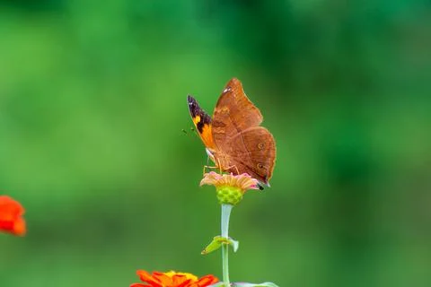 Butterfly Stock Photos