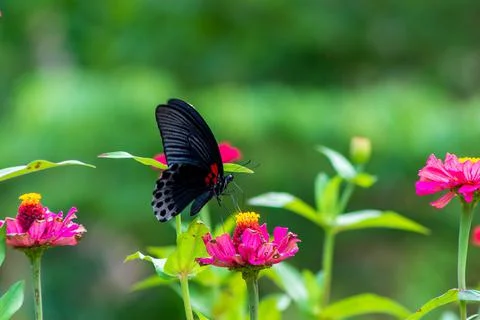 Butterfly Stock Photos