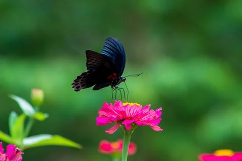 Butterfly Stock Photos