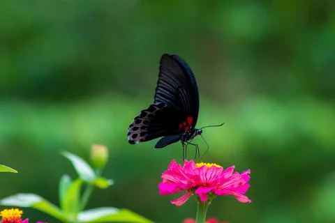 Butterfly Stock Photos