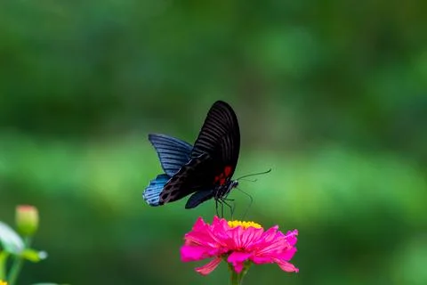 Butterfly Foto stock