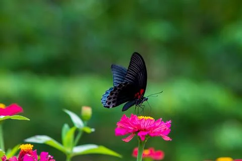 Butterfly Stock Photos