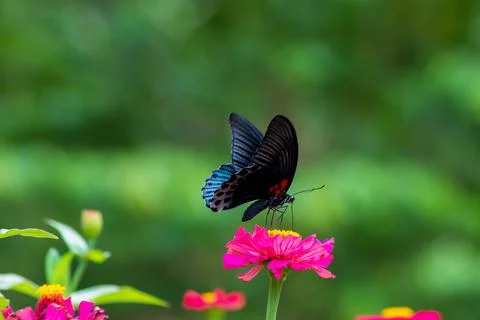 Butterfly Stock Photos