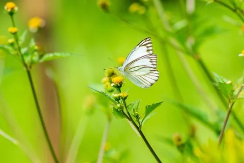 Butterfly Stock Photos