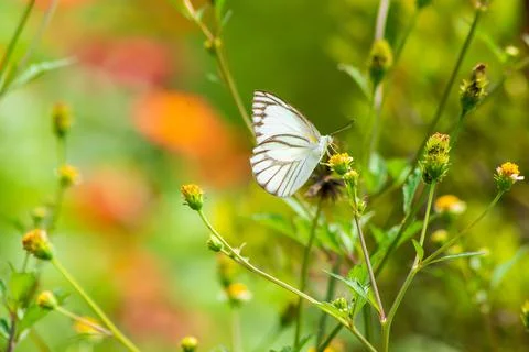 Butterfly Stock Photos