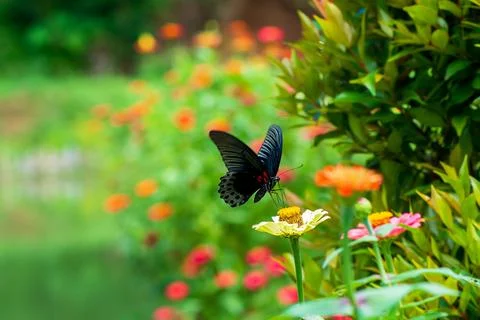 Butterfly Stock Photos