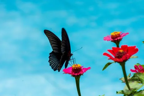 Butterfly Stock Photos