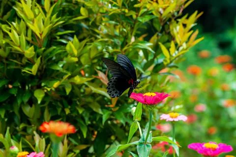 Butterfly Stock Photos