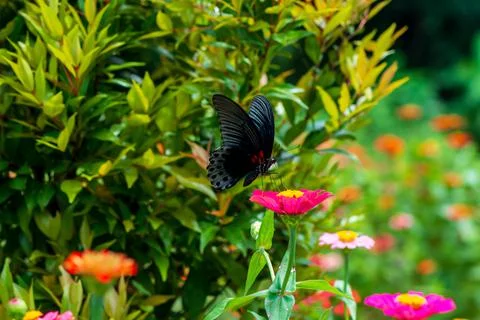 Butterfly Stock Photos