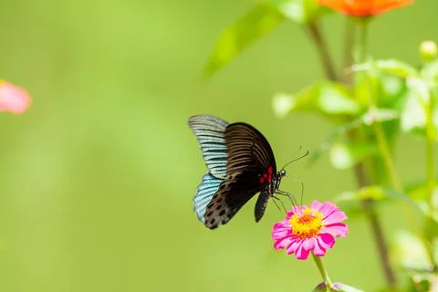 Butterfly Stock Photos