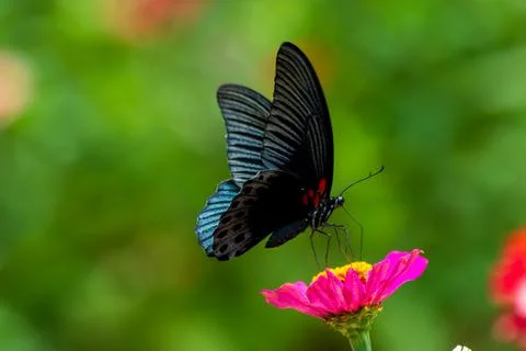 Butterfly Stock Photos