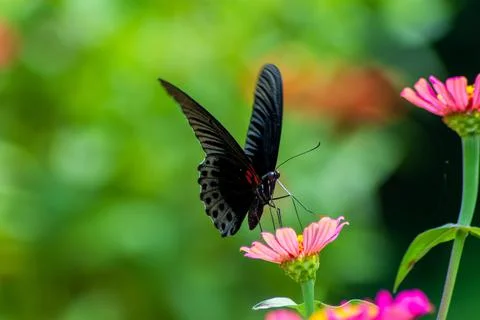 Butterfly Stock Photos