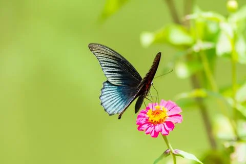 Butterfly Stock Photos