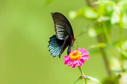 Butterfly Stock-Fotos