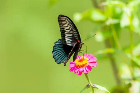 Butterfly Stock Photos