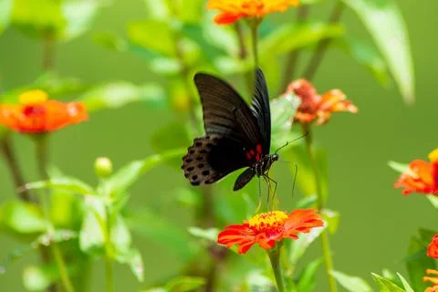 Butterfly Foto stock