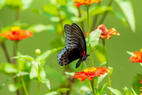 Butterfly Stock Photos