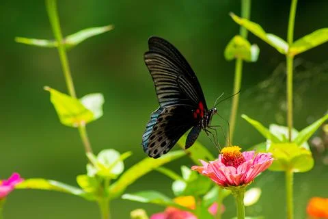 Butterfly Foto stock