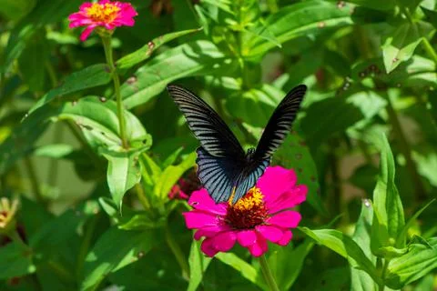 Butterfly Stock Photos