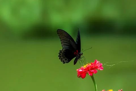 Butterfly Stock Photos
