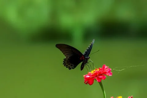 Butterfly Stock Photos