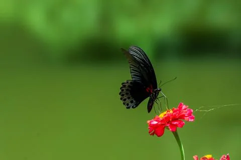 Butterfly Stock Photos