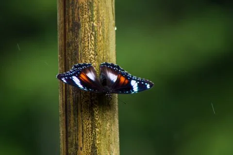 Butterfly Stock Photos