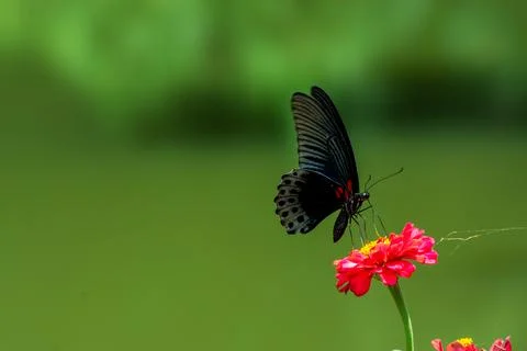 Butterfly Stock Photos