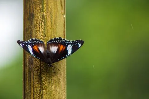 Butterfly Stock Photos