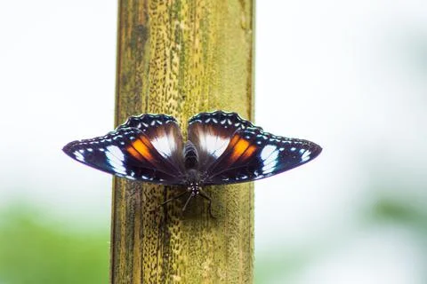 Butterfly Stock Photos