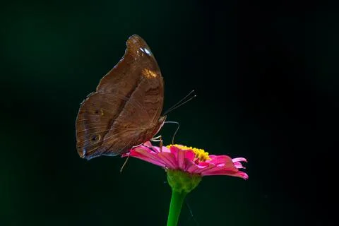 Butterfly Stock Photos