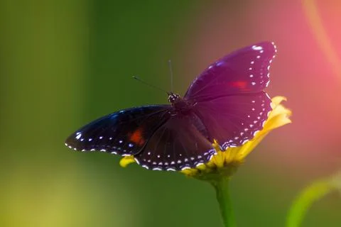 Butterfly Stock Photos