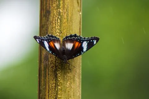 Butterfly Stock Photos