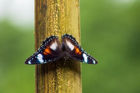 Butterfly Stock Photos
